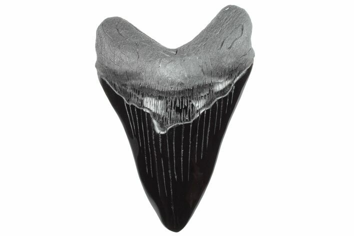 Realistic, 7.4" Carved Obsidian Megalodon Tooth - Replica